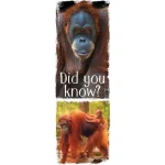 demco? upstart? animal fun facts set 3 bookmarks llama, orangutan, sloth, hedgehog, owl, flamingo