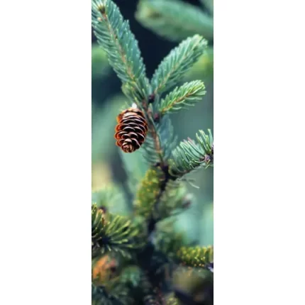demco® upstart® winter pine scratch and sniff bookmarks