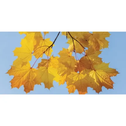 demco® calmscape decorative ceiling tiles: fall leaves